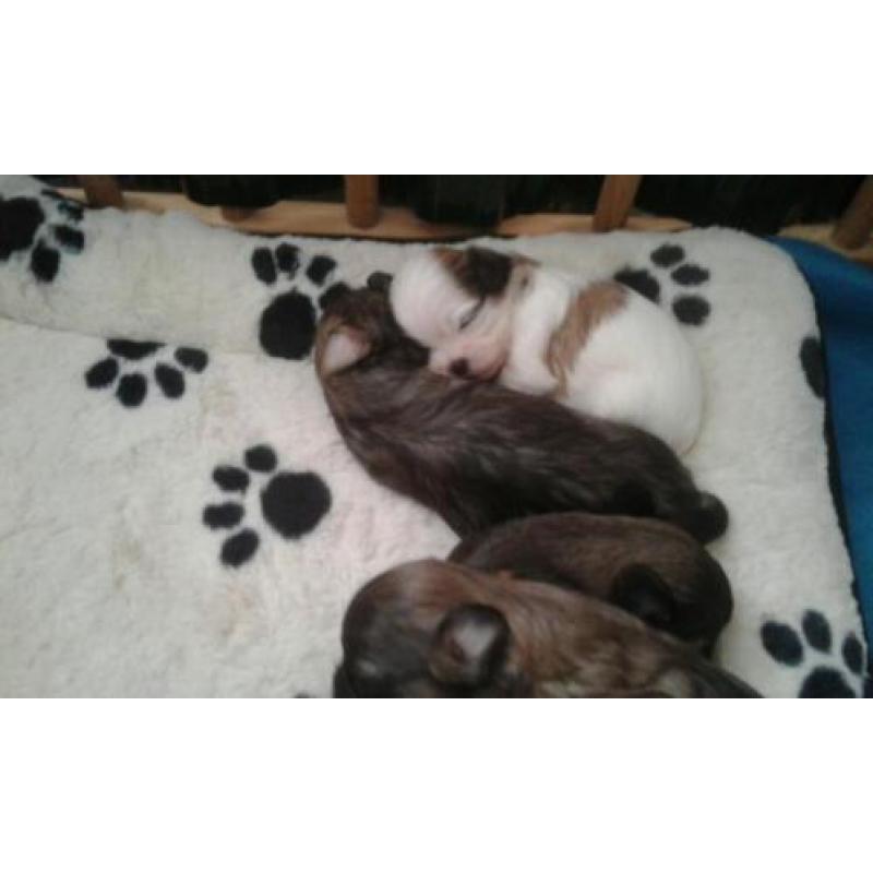 Ras zuiver shih shu pups
