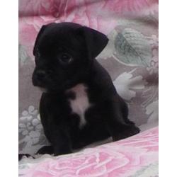 mopshond pups gekruist met jack russell