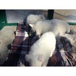 Japansespits keeshond