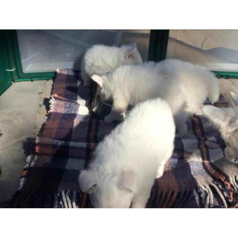Japansespits keeshond